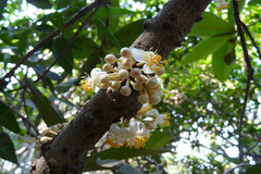 Mammea suriga